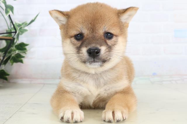 福岡県の豆柴 (Coo&RIKUゆめタウン飯塚店/2026年1月26日生まれ/女の子/赤)の子犬の1枚目の画像