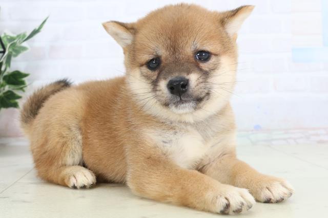 福岡県の豆柴 (Coo&RIKUゆめタウン飯塚店/2026年1月26日生まれ/女の子/赤)の子犬の2枚目の画像