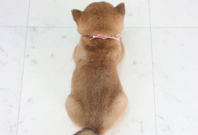 福岡県の豆柴 (Coo&RIKUゆめタウン飯塚店/2026年1月26日生まれ/女の子/赤)の子犬の4枚目の画像