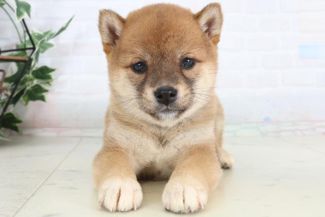 長崎県の豆柴 (Coo&RIKU長崎浜町店/2026年1月26日生まれ/女の子/赤)の子犬の1枚目の画像