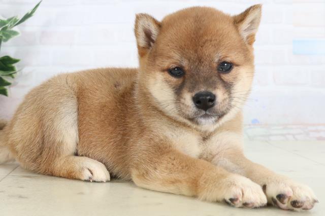 長崎県の豆柴 (Coo&RIKU長崎浜町店/2026年1月26日生まれ/女の子/赤)の子犬の2枚目の画像