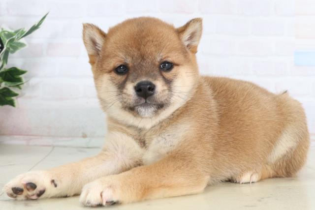 長崎県の豆柴 (Coo&RIKU長崎浜町店/2026年1月26日生まれ/女の子/赤)の子犬の3枚目の画像