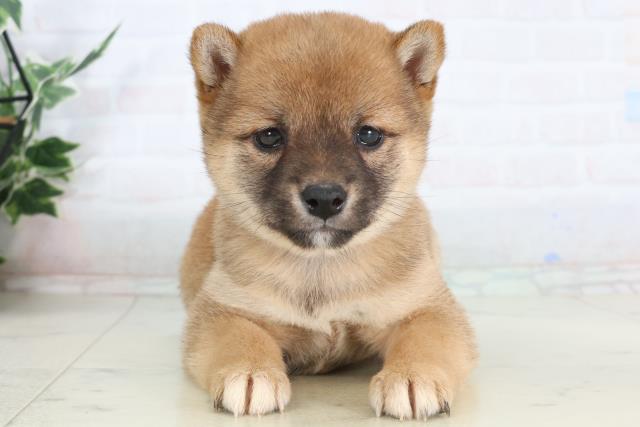 鹿児島県の豆柴 (Coo&RIKU鹿児島店/2026年1月26日生まれ/女の子/赤)の子犬