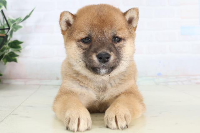 鹿児島県の豆柴 (Coo&RIKU鹿屋店/2026年1月26日生まれ/女の子/赤)の子犬