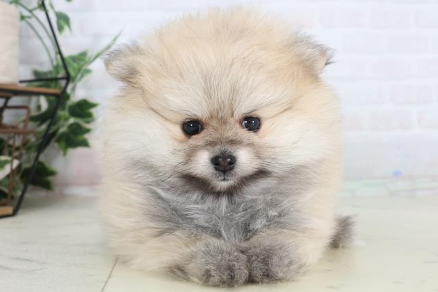 長崎県のポメラニアン (Coo&RIKU大村店/2026年1月24日生まれ/女の子/ウルフセーブル)の子犬の1枚目の画像