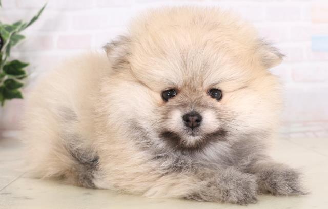 長崎県のポメラニアン (Coo&RIKU大村店/2026年1月24日生まれ/女の子/ウルフセーブル)の子犬の2枚目の画像