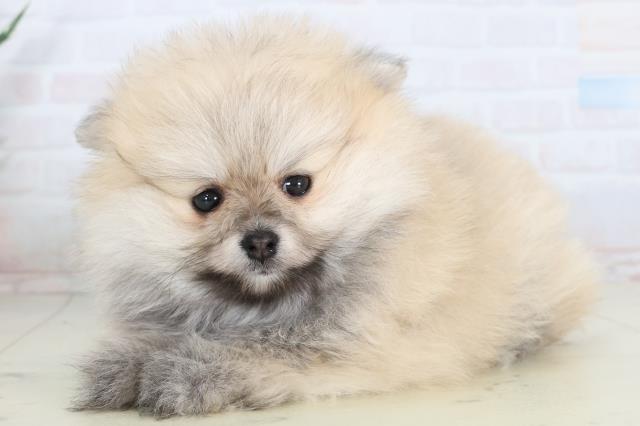 長崎県のポメラニアン (Coo&RIKU大村店/2026年1月24日生まれ/女の子/ウルフセーブル)の子犬の3枚目の画像