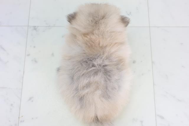 長崎県のポメラニアン (Coo&RIKU大村店/2026年1月24日生まれ/女の子/ウルフセーブル)の子犬の4枚目の画像