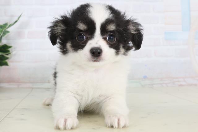 鹿児島県のチワワ(ロング) (Coo&RIKU鹿児島店/2026年1月26日生まれ/女の子/ホワイトブラックタン)の子犬