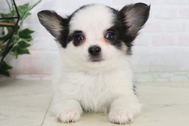 福岡県のチワワ(ロング) (Coo&RIKU福岡古賀店/2026年1月26日生まれ/女の子/ホワイトブラック)の子犬の1枚目の画像