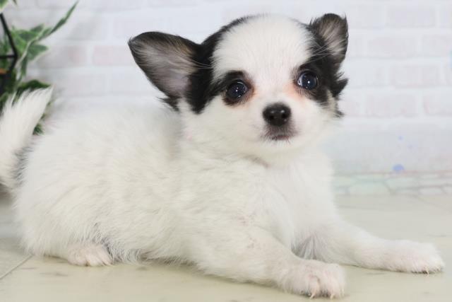 福岡県のチワワ(ロング) (Coo&RIKU福岡古賀店/2026年1月26日生まれ/女の子/ホワイトブラック)の子犬の2枚目の画像