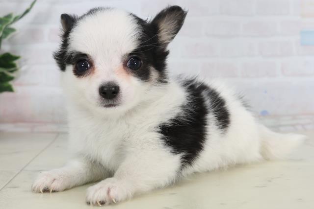 福岡県のチワワ(ロング) (Coo&RIKU福岡古賀店/2026年1月26日生まれ/女の子/ホワイトブラック)の子犬の3枚目の画像