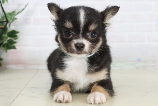 長崎県のチワワ(ロング) (Coo&RIKU長崎浜町店/2026年1月26日生まれ/男の子/ブラックタンホワイト)の子犬の1枚目の画像