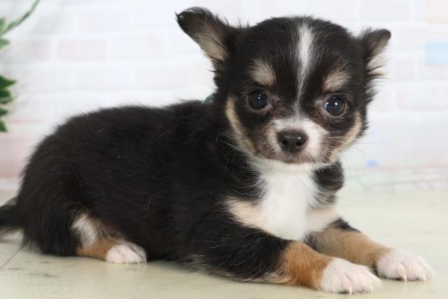 長崎県のチワワ(ロング) (Coo&RIKU長崎浜町店/2026年1月26日生まれ/男の子/ブラックタンホワイト)の子犬の2枚目の画像