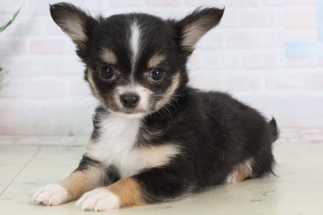 長崎県のチワワ(ロング) (Coo&RIKU長崎浜町店/2026年1月26日生まれ/男の子/ブラックタンホワイト)の子犬の3枚目の画像