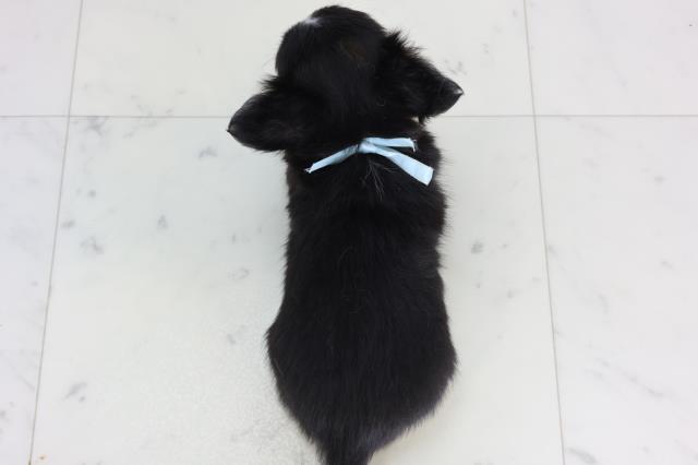 長崎県のチワワ(ロング) (Coo&RIKU長崎浜町店/2026年1月26日生まれ/男の子/ブラックタンホワイト)の子犬の4枚目の画像