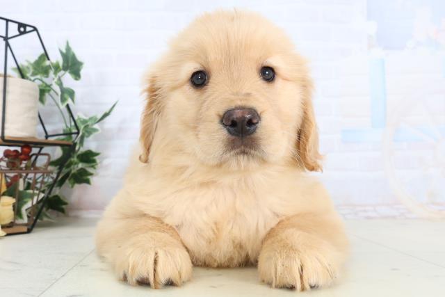 ゴールデン・レトリバー