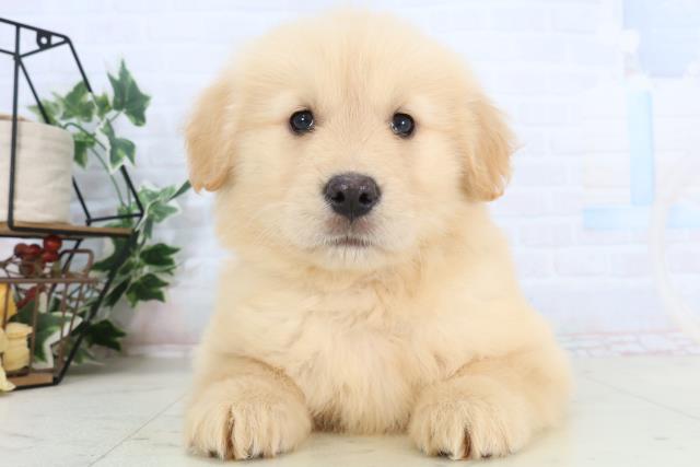 ゴールデン・レトリバー