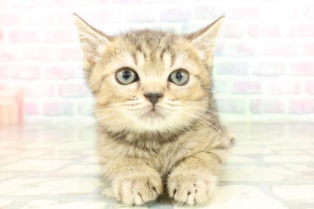 東京都のマンチカン (Coo&RIKU池袋西口店/2026年1月22日生まれ/男の子/ブラウンタビー)の子猫