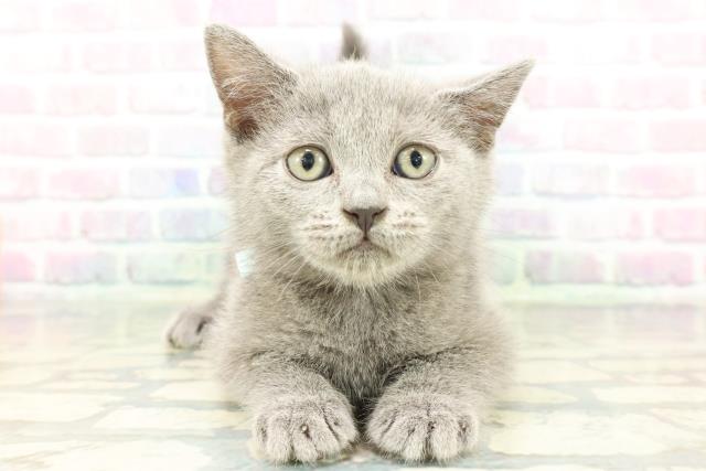 栃木県のブリティッシュショートヘアー (Coo&RIKU小山店/2026年1月15日生まれ/男の子/ブルー)の子猫の1枚目の画像