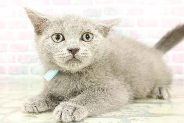 栃木県のブリティッシュショートヘアー (Coo&RIKU小山店/2026年1月15日生まれ/男の子/ブルー)の子猫の2枚目の画像