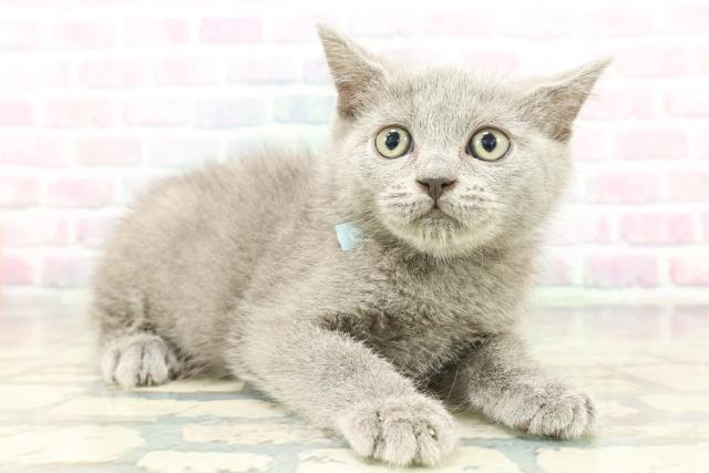 栃木県のブリティッシュショートヘアー (Coo&RIKU小山店/2026年1月15日生まれ/男の子/ブルー)の子猫の3枚目の画像