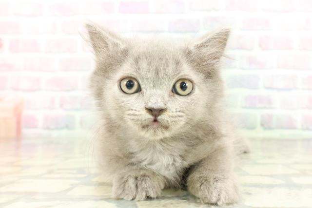 埼玉県のブリティッシュロングヘアー (Coo&RIKU川越店/2026年1月15日生まれ/男の子/ブルー)の子猫の1枚目の画像