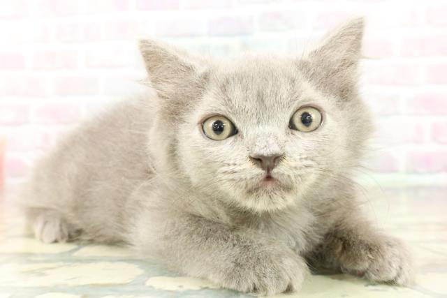 埼玉県のブリティッシュロングヘアー (Coo&RIKU川越店/2026年1月15日生まれ/男の子/ブルー)の子猫の3枚目の画像