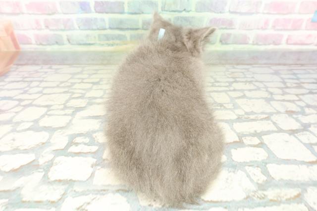 埼玉県のブリティッシュロングヘアー (Coo&RIKU川越店/2026年1月15日生まれ/男の子/ブルー)の子猫の4枚目の画像