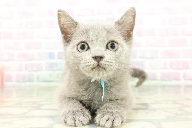 栃木県のブリティッシュショートヘアー (Coo&RIKUFKDインターパーク店/2026年1月15日生まれ/男の子/ブルー)の子猫の1枚目の画像