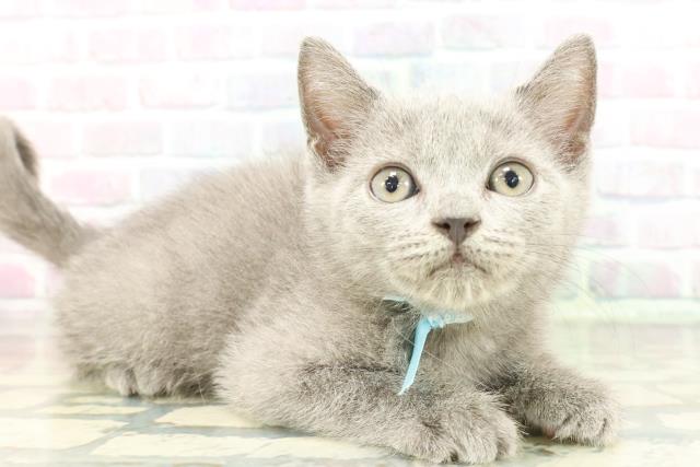 栃木県のブリティッシュショートヘアー (Coo&RIKUFKDインターパーク店/2026年1月15日生まれ/男の子/ブルー)の子猫の3枚目の画像