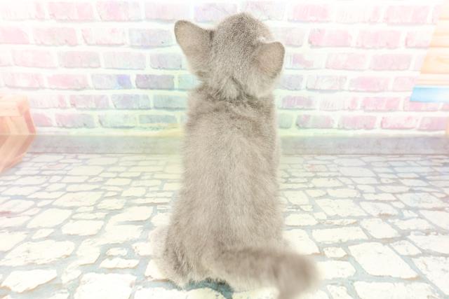 栃木県のブリティッシュショートヘアー (Coo&RIKUFKDインターパーク店/2026年1月15日生まれ/男の子/ブルー)の子猫の4枚目の画像