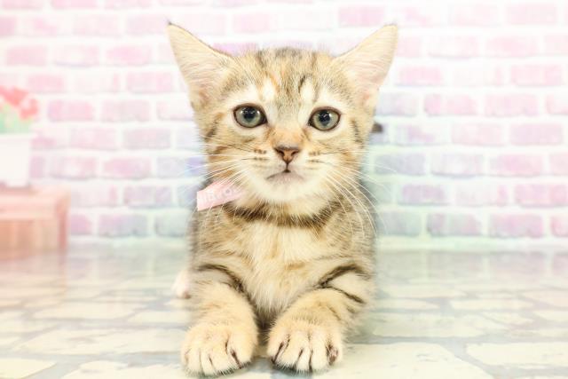 千葉県のマンチカン (Coo&RIKUアクロスモール新鎌ケ谷店/2026年1月15日生まれ/女の子/ブラウンパッチドタビー)の子猫