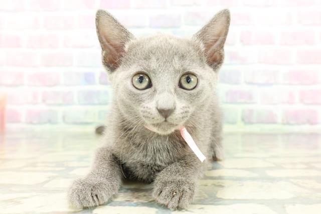 東京都のロシアンブルー (Coo&RIKU中野サンモール店/2026年1月28日生まれ/女の子/ブルー)の子猫