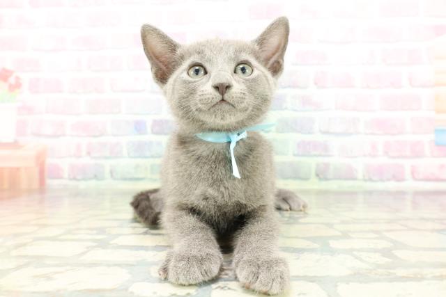 東京都のロシアンブルー (Coo&RIKU高円寺店/2026年1月28日生まれ/男の子/ブルー)の子猫の1枚目の画像