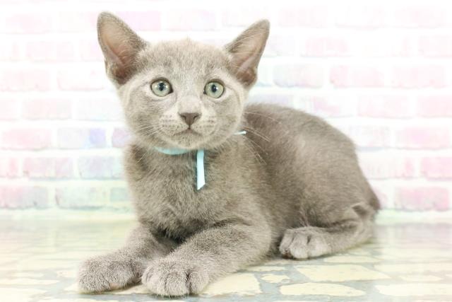 東京都のロシアンブルー (Coo&RIKU高円寺店/2026年1月28日生まれ/男の子/ブルー)の子猫の2枚目の画像