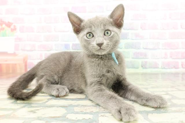 東京都のロシアンブルー (Coo&RIKU高円寺店/2026年1月28日生まれ/男の子/ブルー)の子猫の3枚目の画像