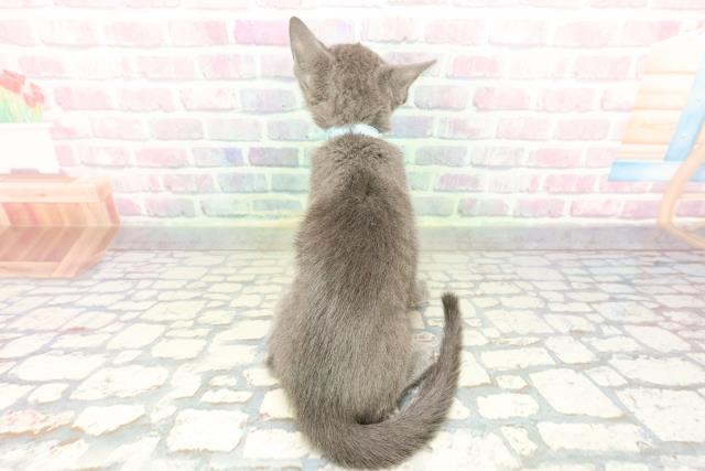 東京都のロシアンブルー (Coo&RIKU高円寺店/2026年1月28日生まれ/男の子/ブルー)の子猫の4枚目の画像