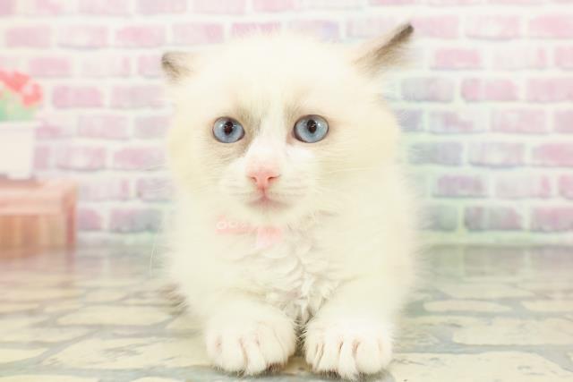埼玉県のラグドール (Coo&RIKU大宮店/2026年1月19日生まれ/女の子/ブルーポイントバイカラー)の子猫の1枚目の画像