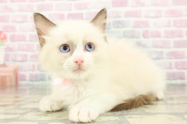 埼玉県のラグドール (Coo&RIKU大宮店/2026年1月19日生まれ/女の子/ブルーポイントバイカラー)の子猫の2枚目の画像