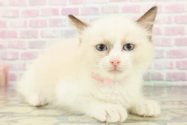 埼玉県のラグドール (Coo&RIKU大宮店/2026年1月19日生まれ/女の子/ブルーポイントバイカラー)の子猫の3枚目の画像