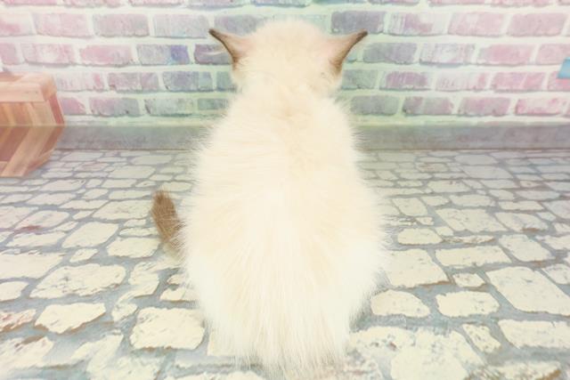 埼玉県のラグドール (Coo&RIKU大宮店/2026年1月19日生まれ/女の子/ブルーポイントバイカラー)の子猫の4枚目の画像