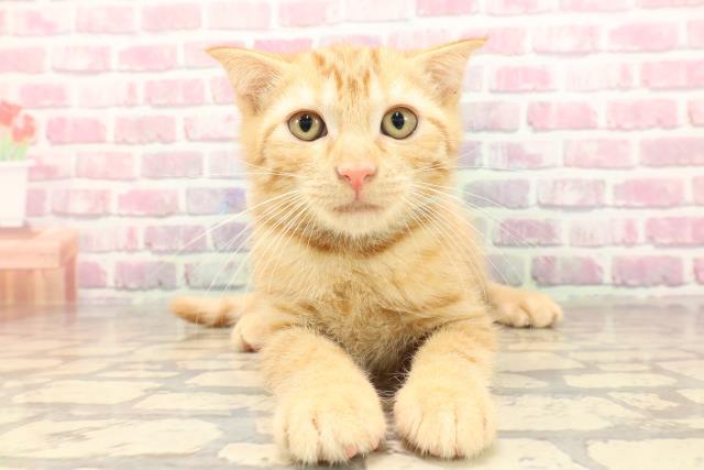 青森県のアメリカンカール (Coo&RIKU弘前店/2025年5月2日生まれ/男の子/レッドタビー)の子猫の1枚目の画像