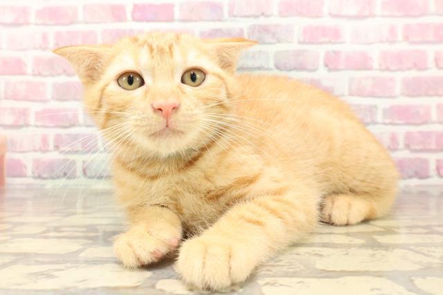 青森県のアメリカンカール (Coo&RIKU弘前店/2025年5月2日生まれ/男の子/レッドタビー)の子猫の2枚目の画像