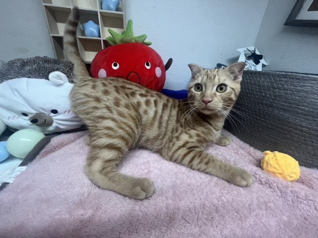 青森県のアメリカンカール (Coo&RIKU弘前店/2025年5月2日生まれ/男の子/レッドタビー)の子猫の3枚目の画像