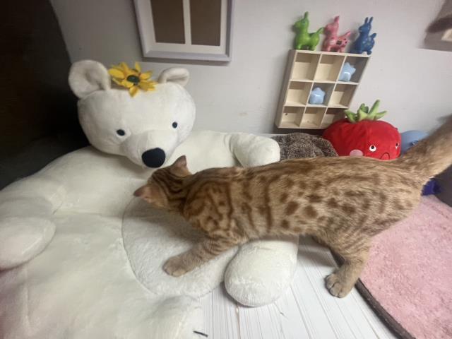 青森県のアメリカンカール (Coo&RIKU弘前店/2025年5月2日生まれ/男の子/レッドタビー)の子猫の4枚目の画像