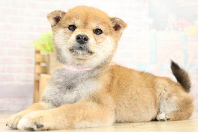 静岡県の豆柴 (Coo&RIKU浜松店/2025年11月4日生まれ/女の子/赤)の子犬の3枚目の画像