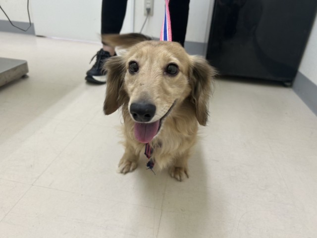 ミニチュア・ダックスフンド