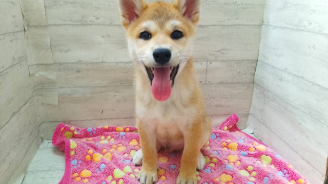 神奈川県の柴犬(標準サイズ) (Coo&RIKUパウ川崎店/2025年12月12日生まれ/男の子/赤)の子犬