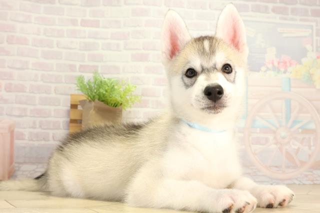 静岡県のシベリアンハスキー (Coo&RIKU富士店/2026年1月26日生まれ/男の子/シルバーホワイト)の子犬の2枚目の画像